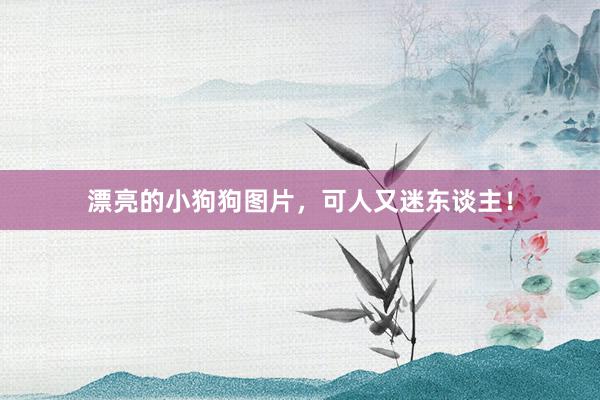 漂亮的小狗狗图片，可人又迷东谈主！